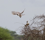 Bare-faced go-away-bird (corythaixoides personata),  Tarangire N.P